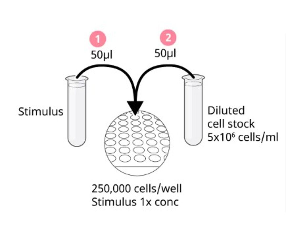 Add stimuli first, then cells