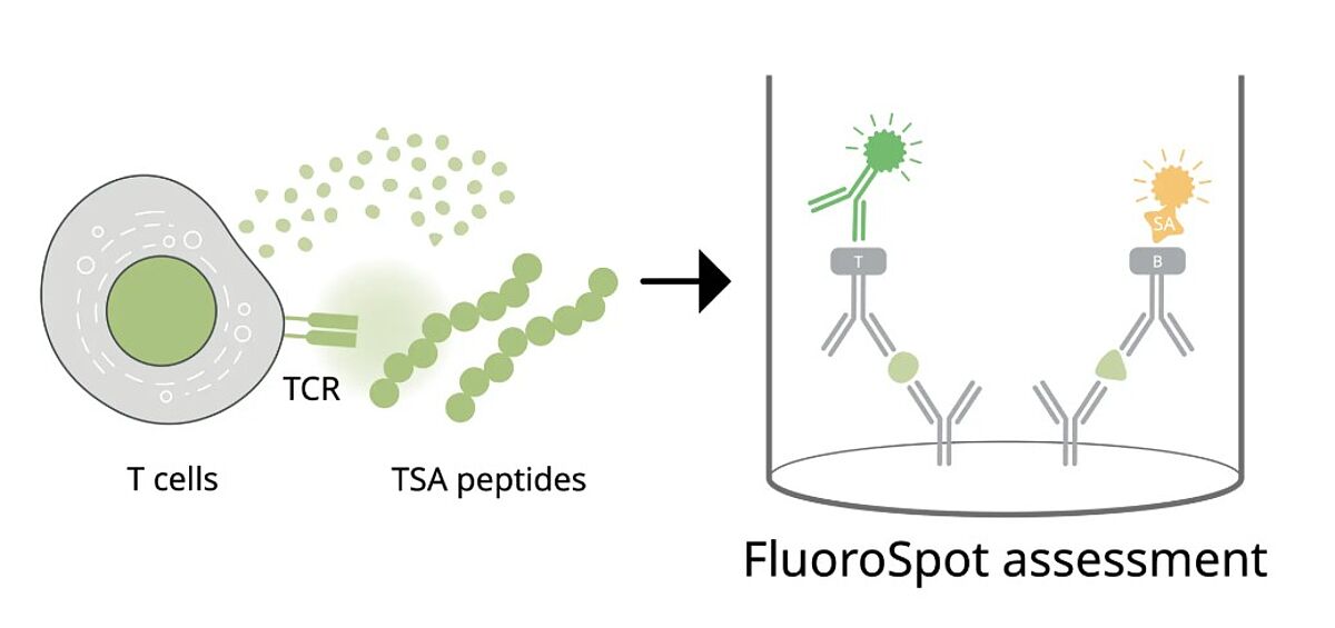 Isolated PBMCs can be stimulated with TSA-derived peptide pools to measure cancer-specific T cell responses induced by the cancer vaccine. 