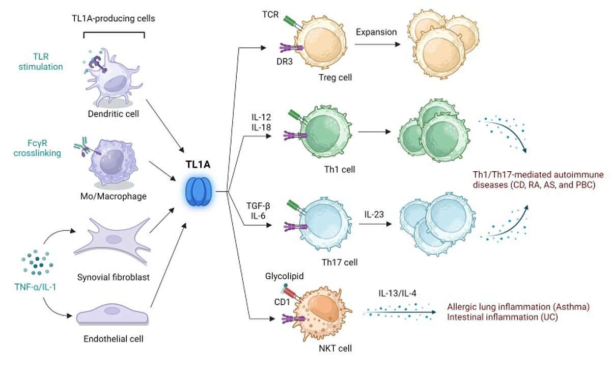 Figure 2. TL1A bridges innate and adaptive immune responses and is a key driver of autoimmune and inflammatory pathologies, including Crohn’s Disease (CD), rheumatoid arthritis (RA), ankylosing spondylitis (AS), primary biliary cirrhosis (PBC), asthma, and ulcerative colitis (UC). Adapted from Aiba, Y and Nakmura, M, 2013 (2).