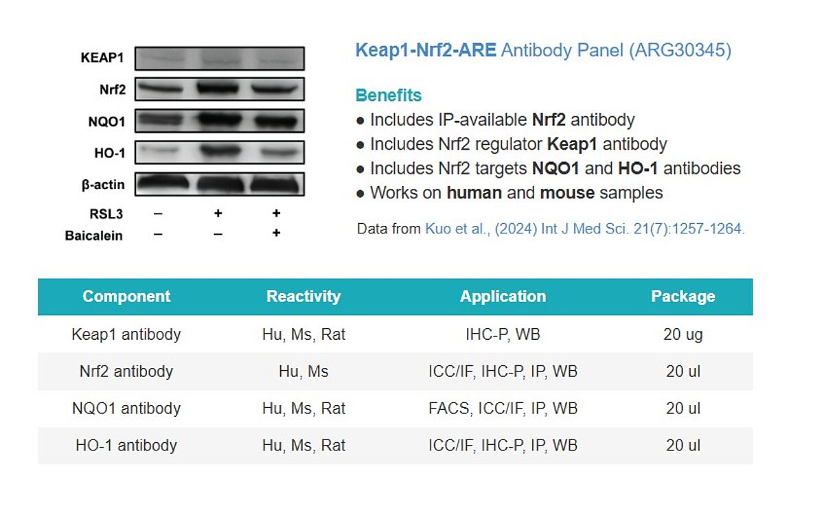  Keap1-Nrf2-ARE pathway for Antioxidant Defense