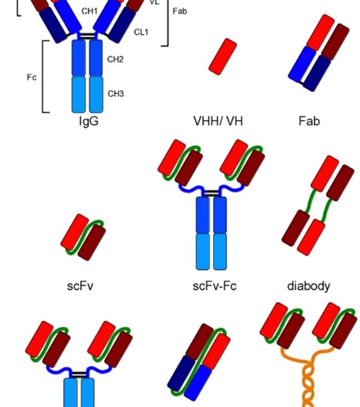 Synthetic immune reagents as antibody alternatives, #1