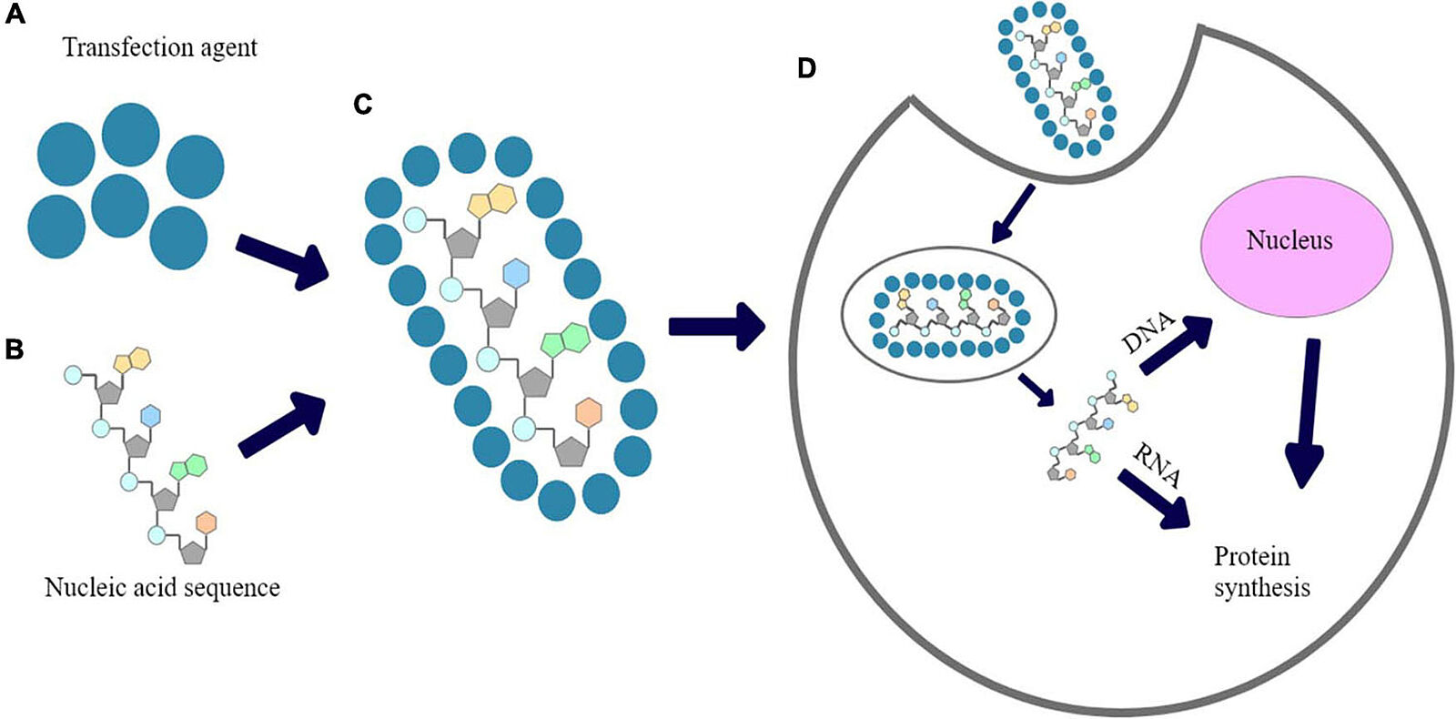 Transfection of mammalian cells methods & advantages