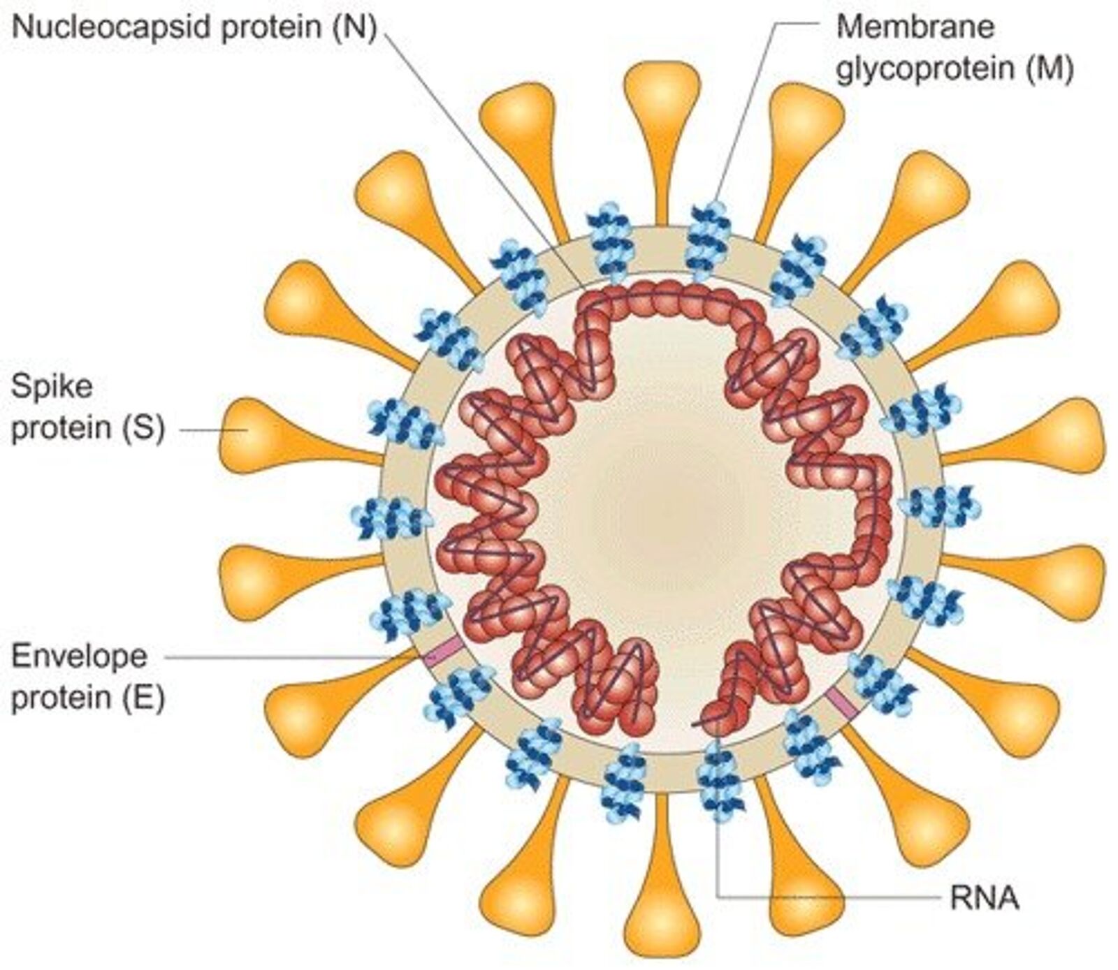 assignment on corona virus