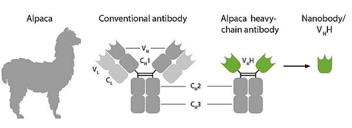 Nanobodies - VHH - recombinantly produced HCAbs