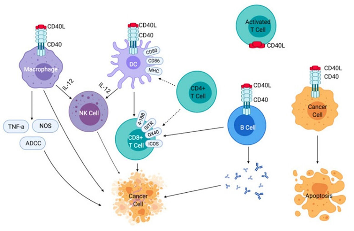AcroBiosystems_immune_cells_CD40-CD40L