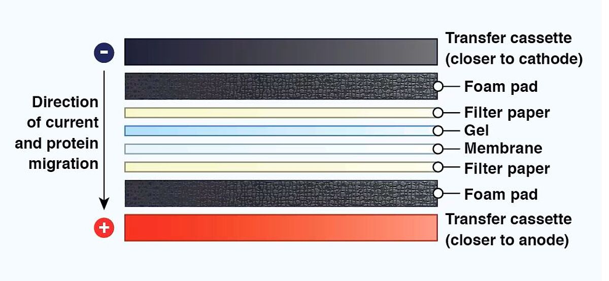 Figure 6: The organization of a transfer sandwich for wet electroblotting. During transfer, the negatively charged proteins will migrate out of the gel, toward the positively charged electrode, and onto the membrane.