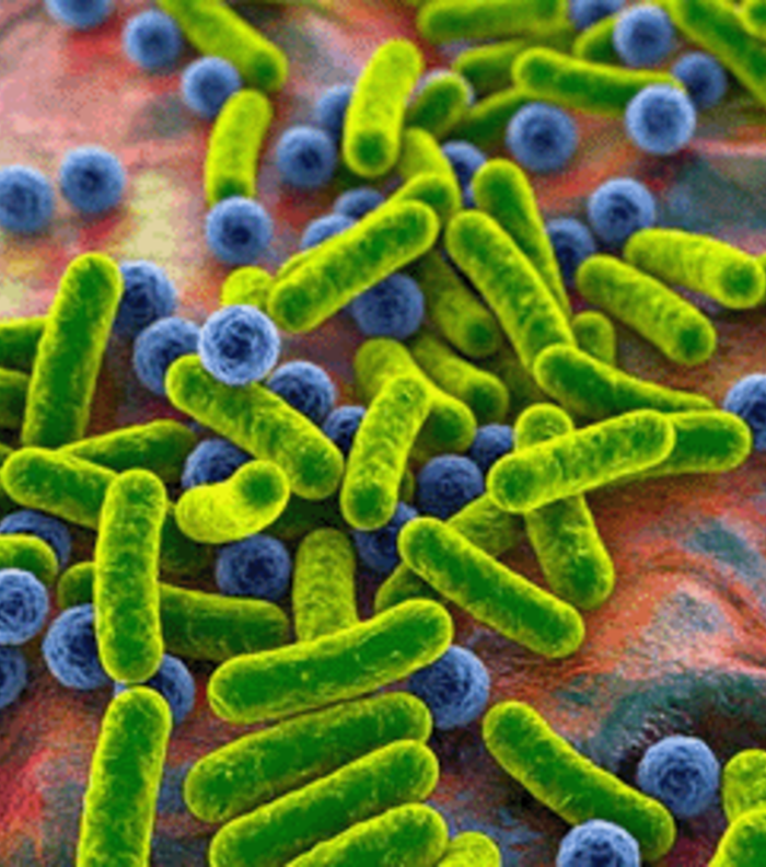 How to Choose a Microbiome Standard