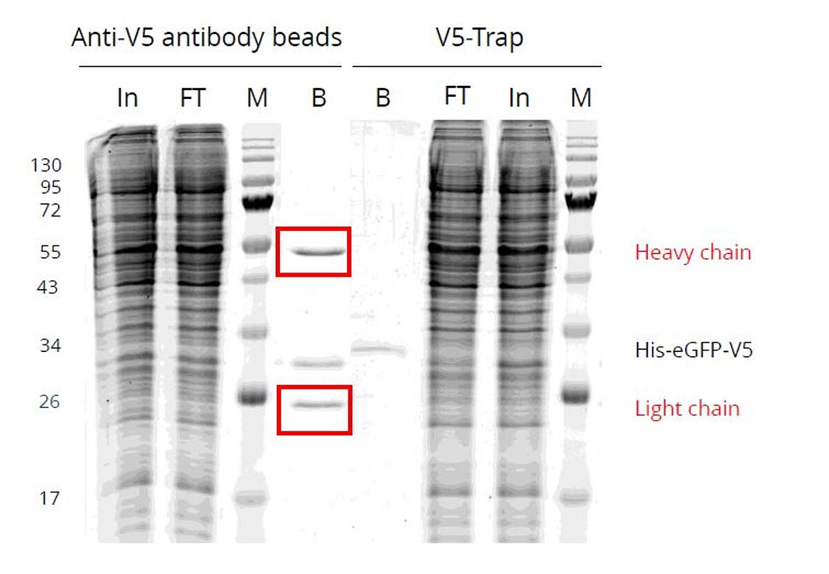 Higher purity of V5-Trap vs. conventional IP