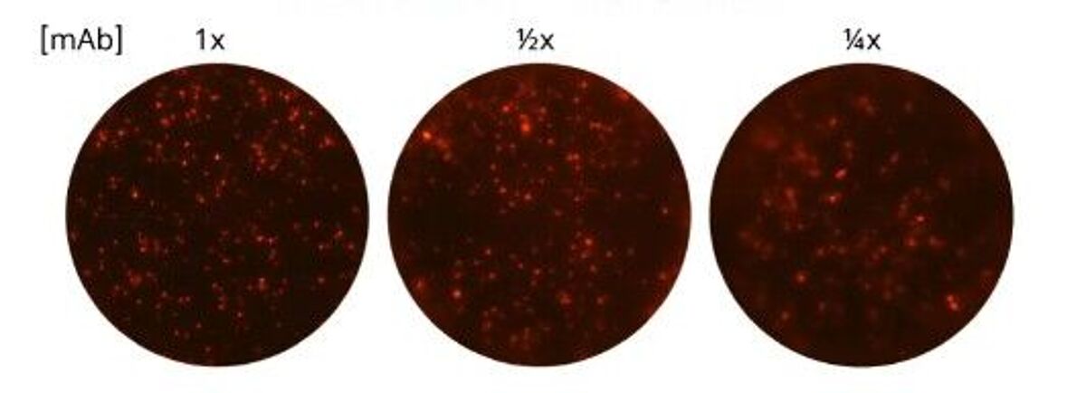 Diluting the capture antibody leads to fuzzy spots