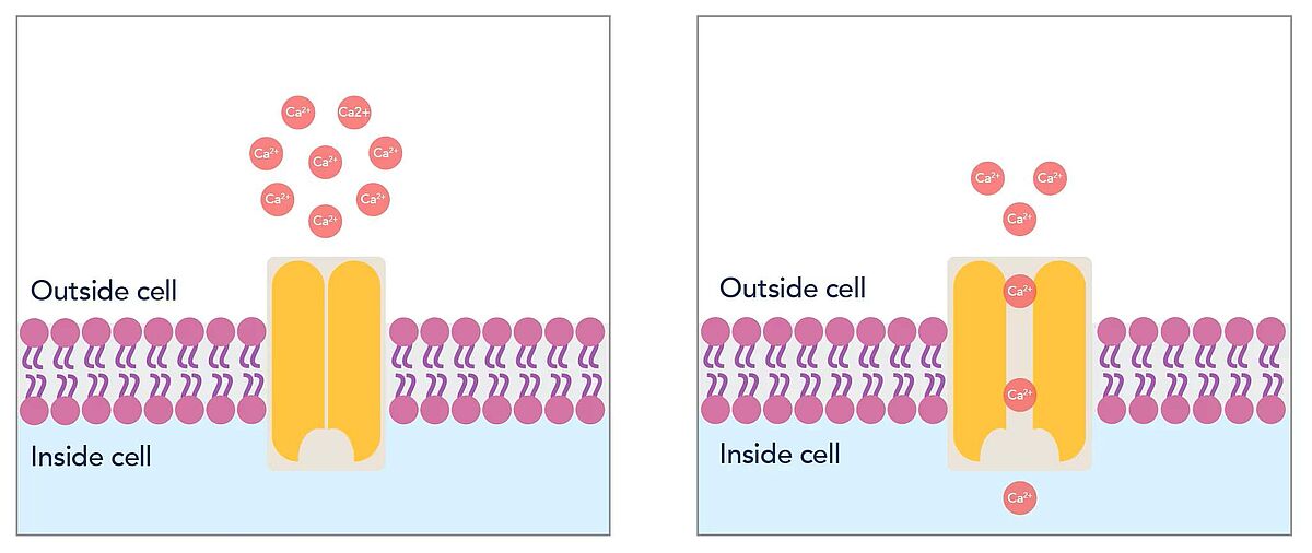 Figure 1: Schematic depicting how voltage-gated calcium channels form a Ca2+ selective pore in cell membranes, allowing diffusion of calcium ions into the cell to trigger physiological events.