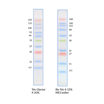 Prestained Protein Ladders