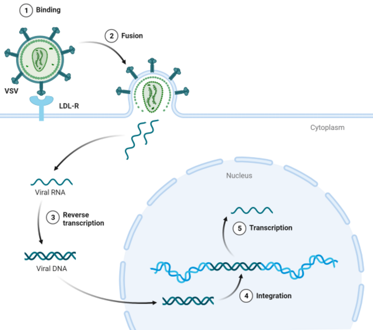 Lentivirus life cycle