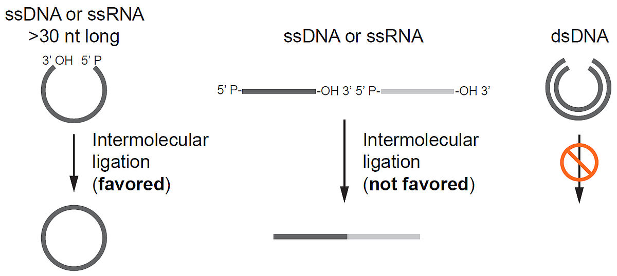 Activity of CircLigase ssDNA Ligase