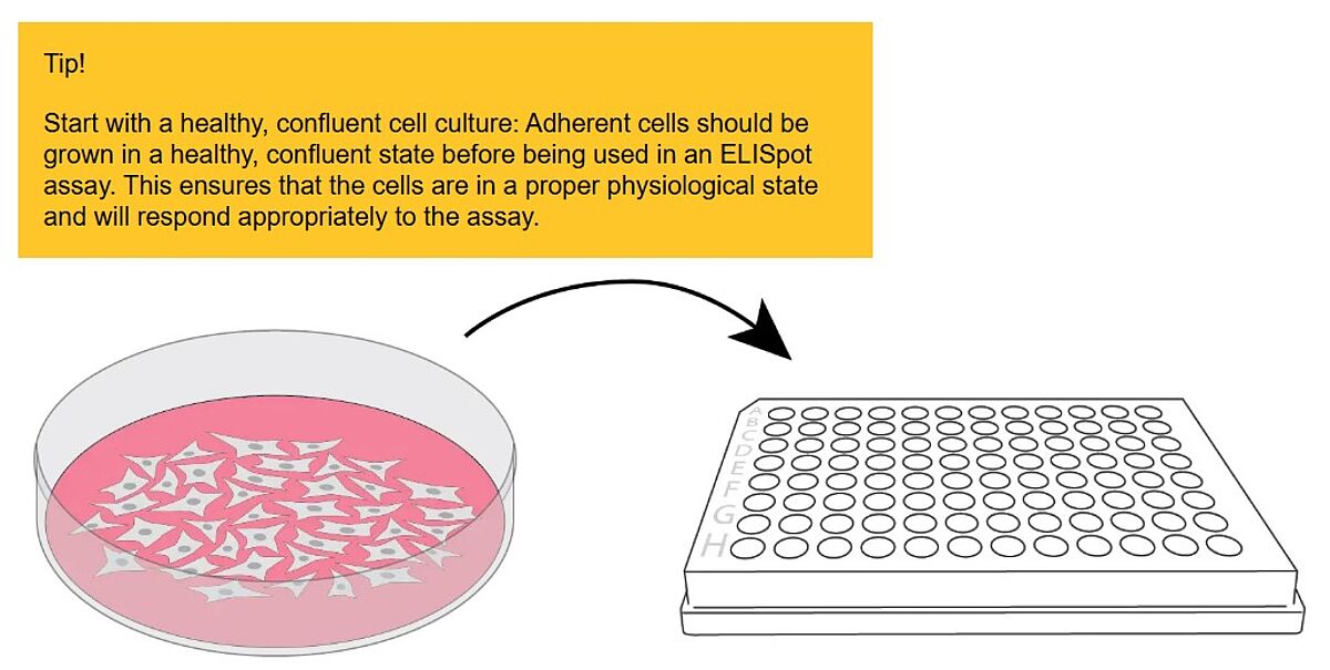 Cell culture dish & 96 well plate