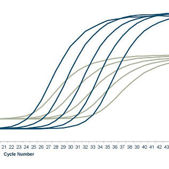 Predesigned PrimeTime qPCR probe assays