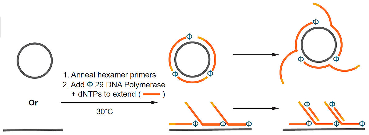 Activity of NxGen phi29 DNA Polymerase