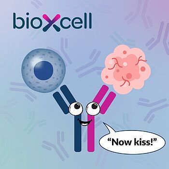 bispecific antibdy illustration "now kiss"