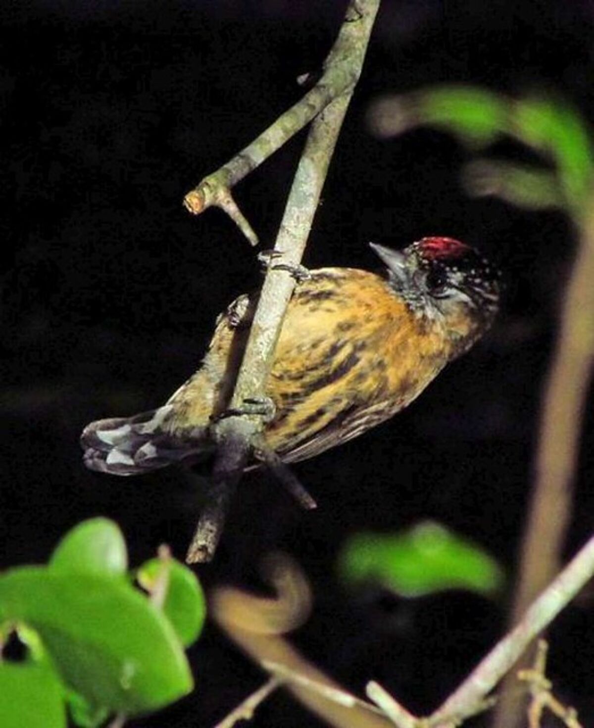 bird on tree
