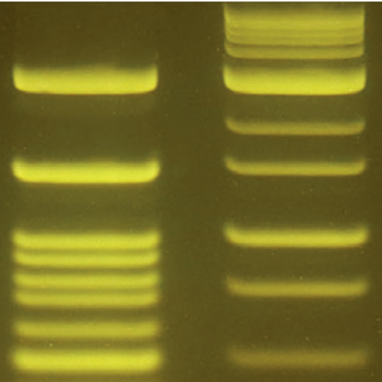 Safe DNA stains