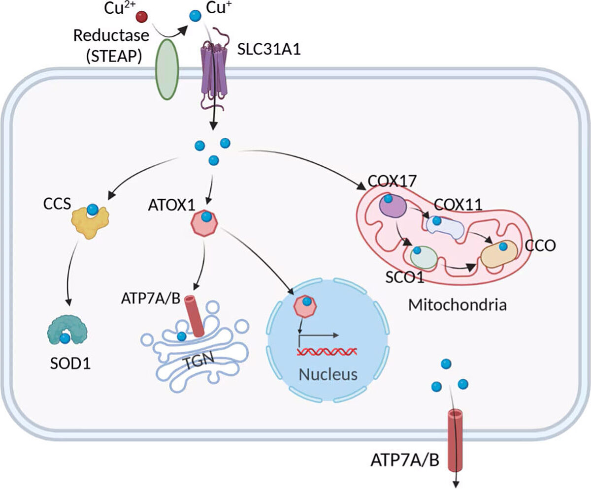 Illustration of cellular copper metabolism pathway.