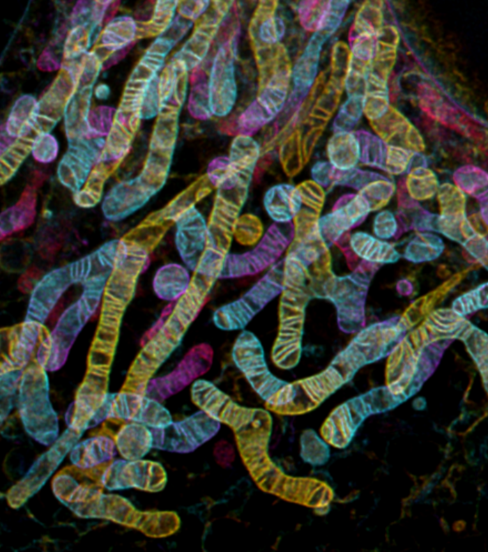 Novel mitochondrial stains for live cell imaging