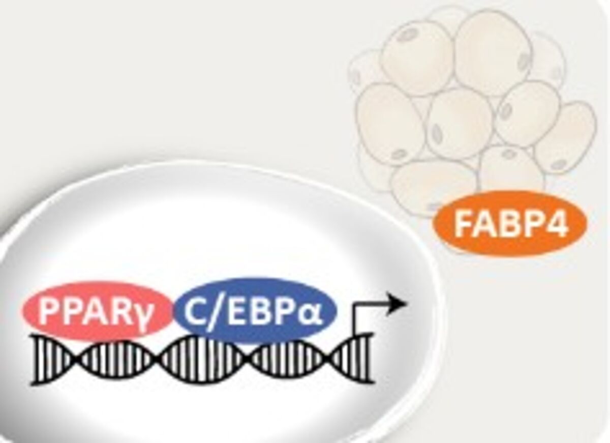 Adipogenic marker