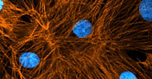 Spirochrome - fluorescent probes for live cell bioimaging