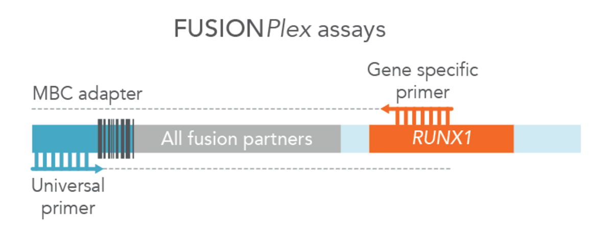 Figure 2. FUSIONPlex™ assays detect both known and novel fusions. FUSIONPlex assays include MBC adapters with a universal priming site. Since it is paired with the relevant gene-specific primer (in this case, RUNX1), both known and novel fusions are amplified.