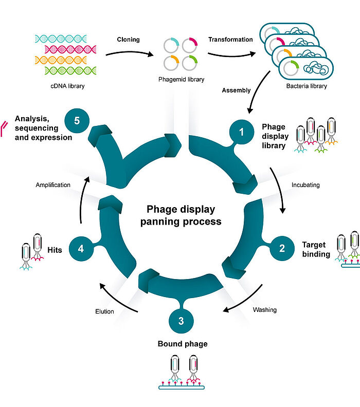 How to choose the right competent cells for phage display