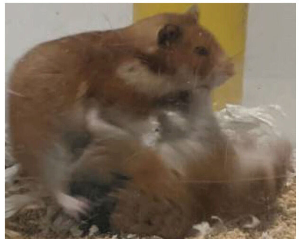 Hamsters in medical research