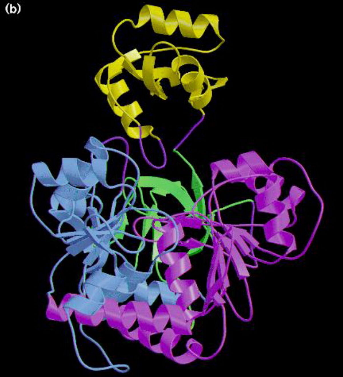 Blog-Luciferase-Ribbon_representations_of_the_firefly_luciferase_molecule