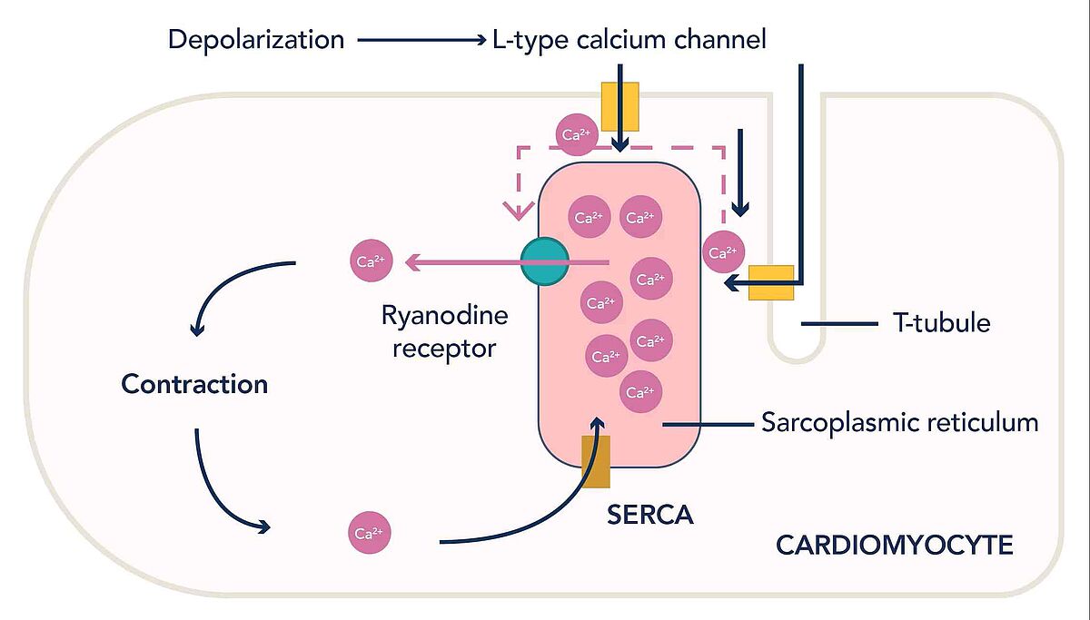 Figure 2: Calcium-induced calcium release in cardiomyocytes. Influx of calcium ions into the cell via L-type channels allows binding of Ca2+ to ryanodine receptors, prompting further release of calcium ions from the sarcoplasmic reticulum into the sarcoplasm, allowing cardiomyocyte contraction.