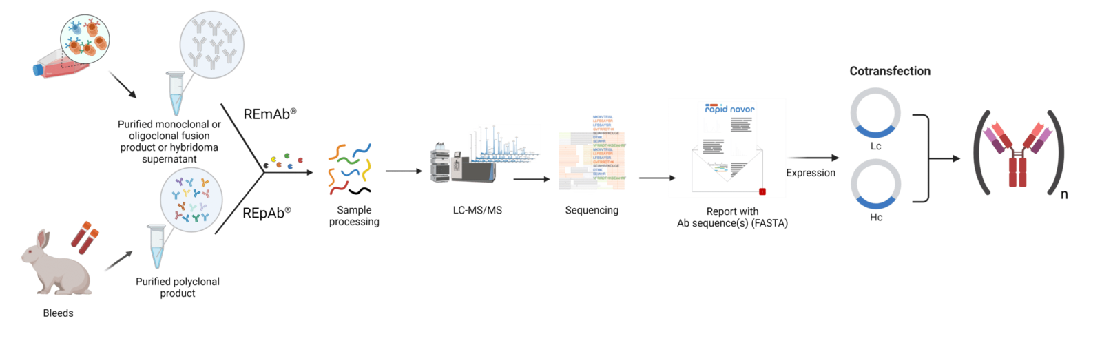 Antibody Sequencing and Expression