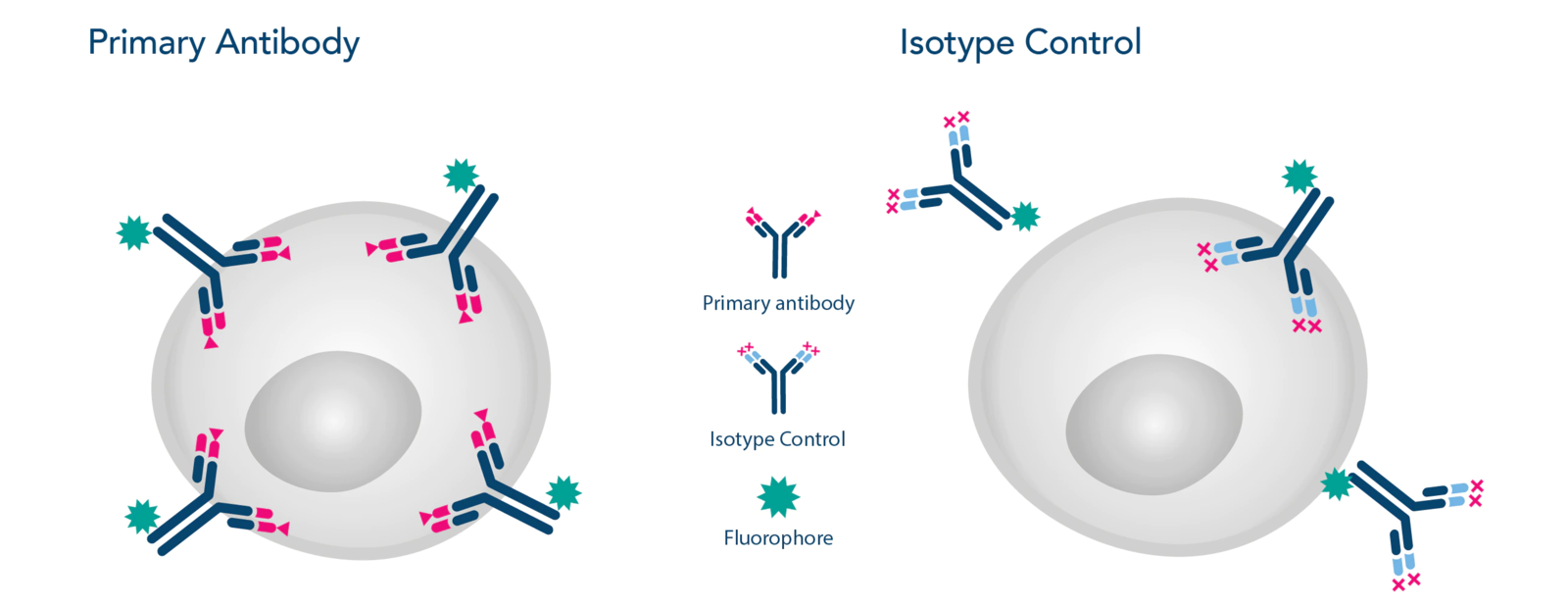 Isotype Controls What is it and why use it? Find it out
