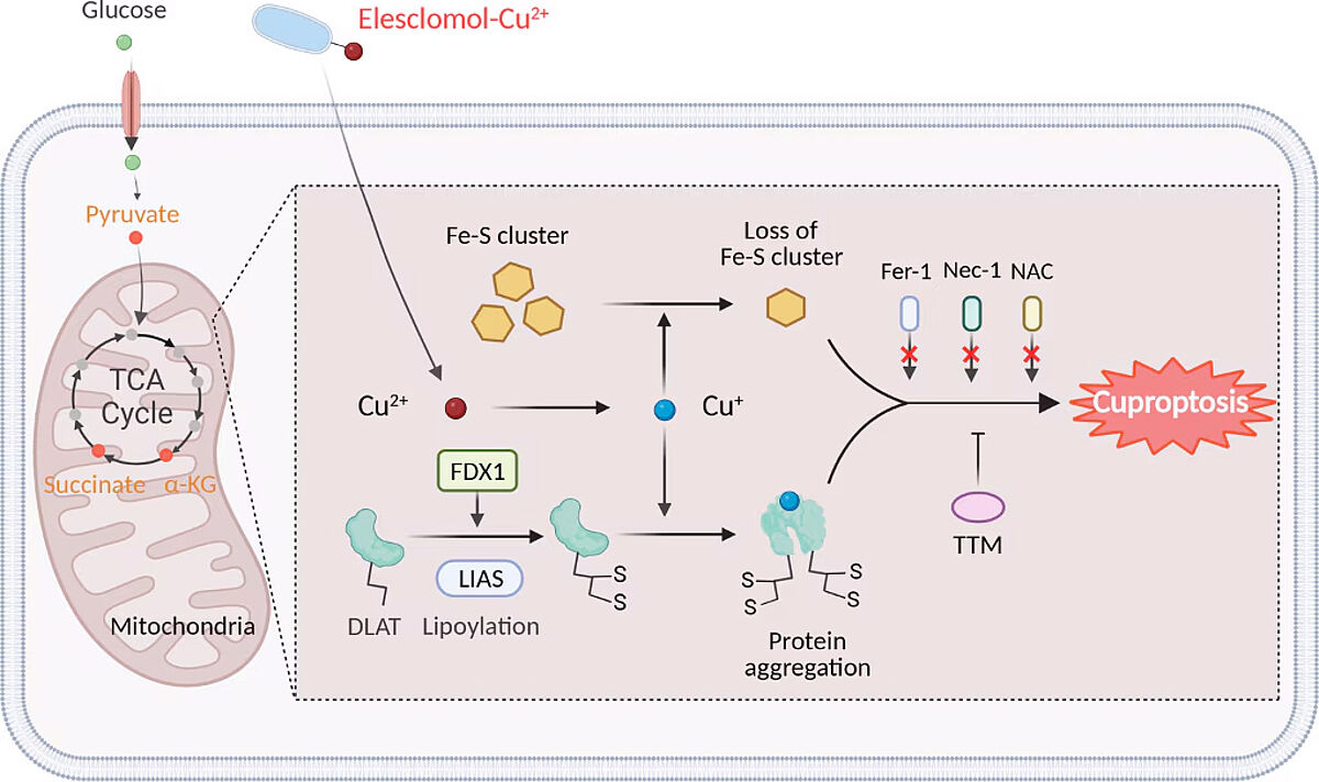 Schematic model of cuproptosis.