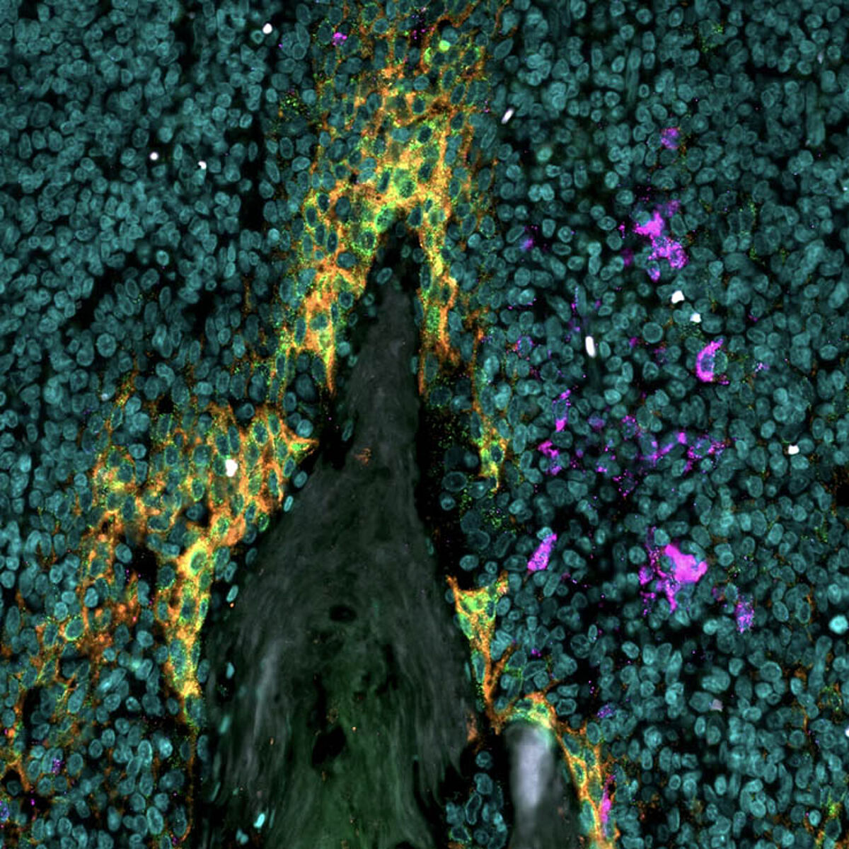 Immunofluorescence image