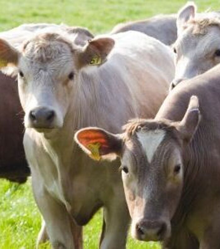 CRISPR produces a calf resistant to a major killer
