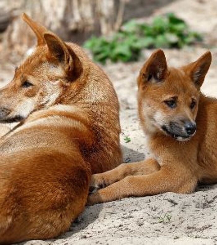 Which genome came first—dog or dingo?