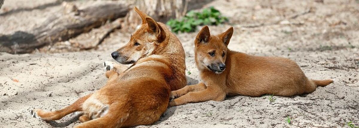 Dingoes were once regarded as almost human •