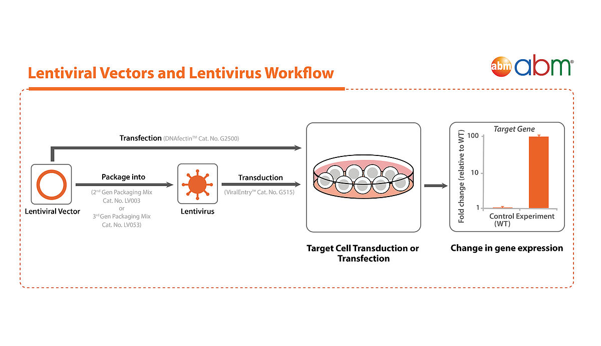 Lentivirus workflow