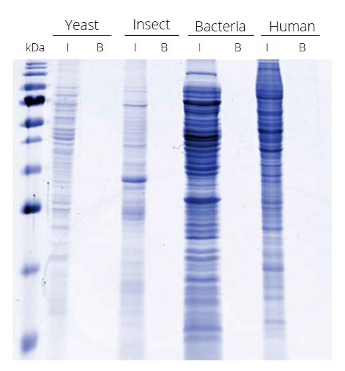 Low host cell protein background of V5-Trap Agarose