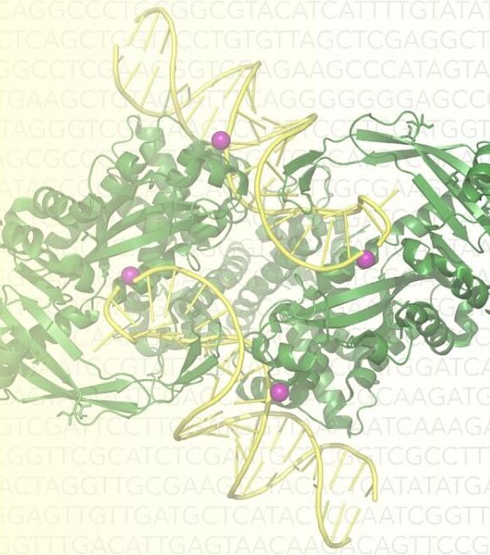 New Standard in NGS Library Prep: Endura™ Tn5 Transposase