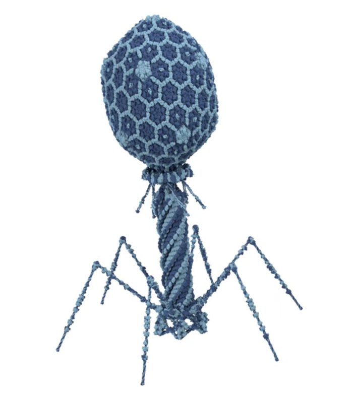 Phage Display for Antibody Discovery