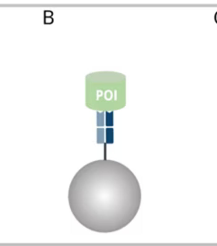 IP with different antibody formats