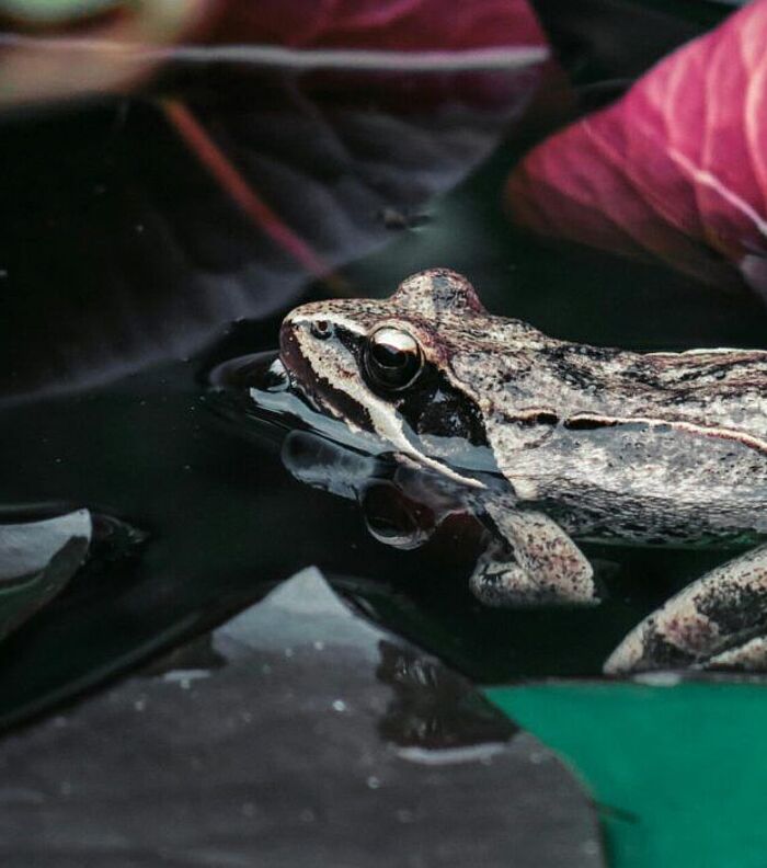 Tracking Tadpole Stress: Waterborne Hormone Assays