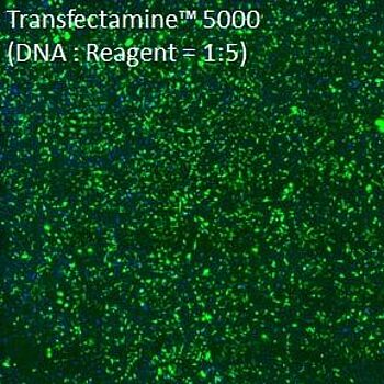 A new powerful transfection reagent: Transfectamine