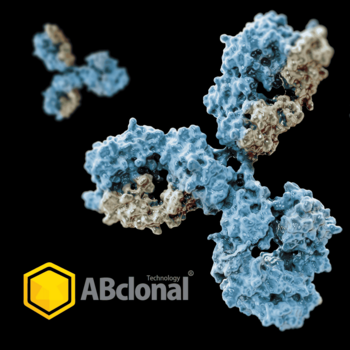 Antibodies and ABclonal logo