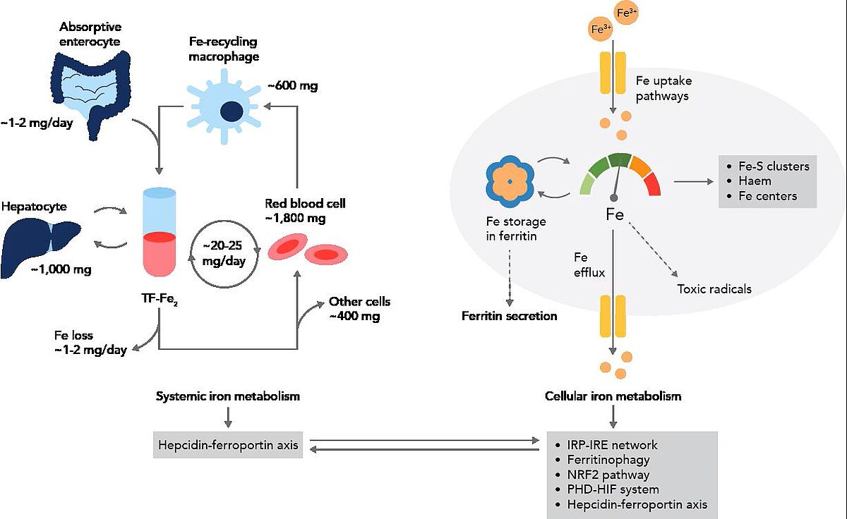 Figure 3: Iron flux and ferritinophagy. Adapted from Galy et al., 2023.