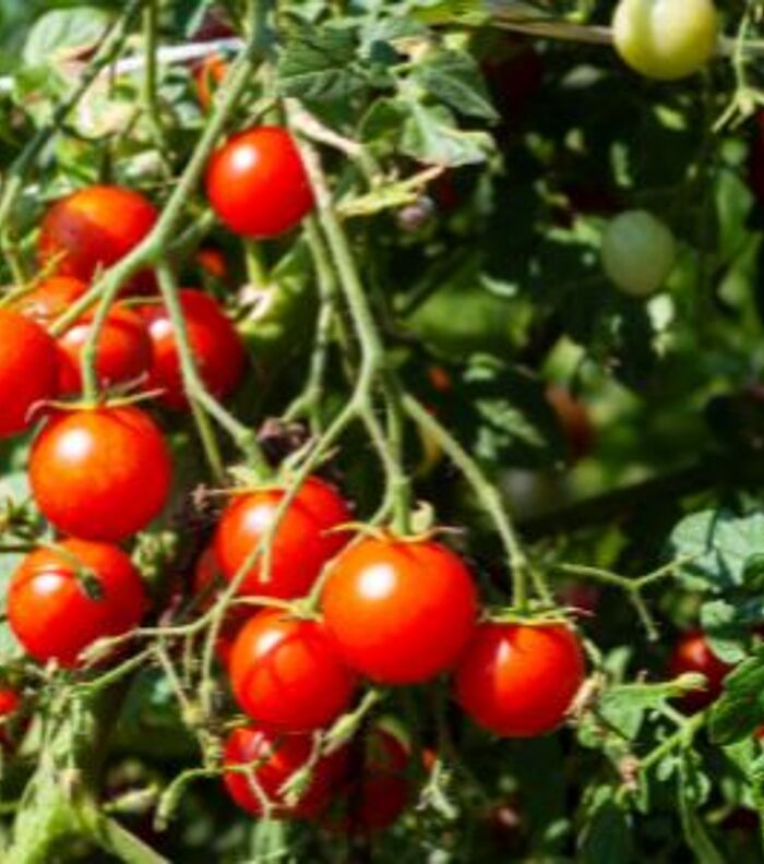 Genetically modified tomatoes add a dose of vitamin D