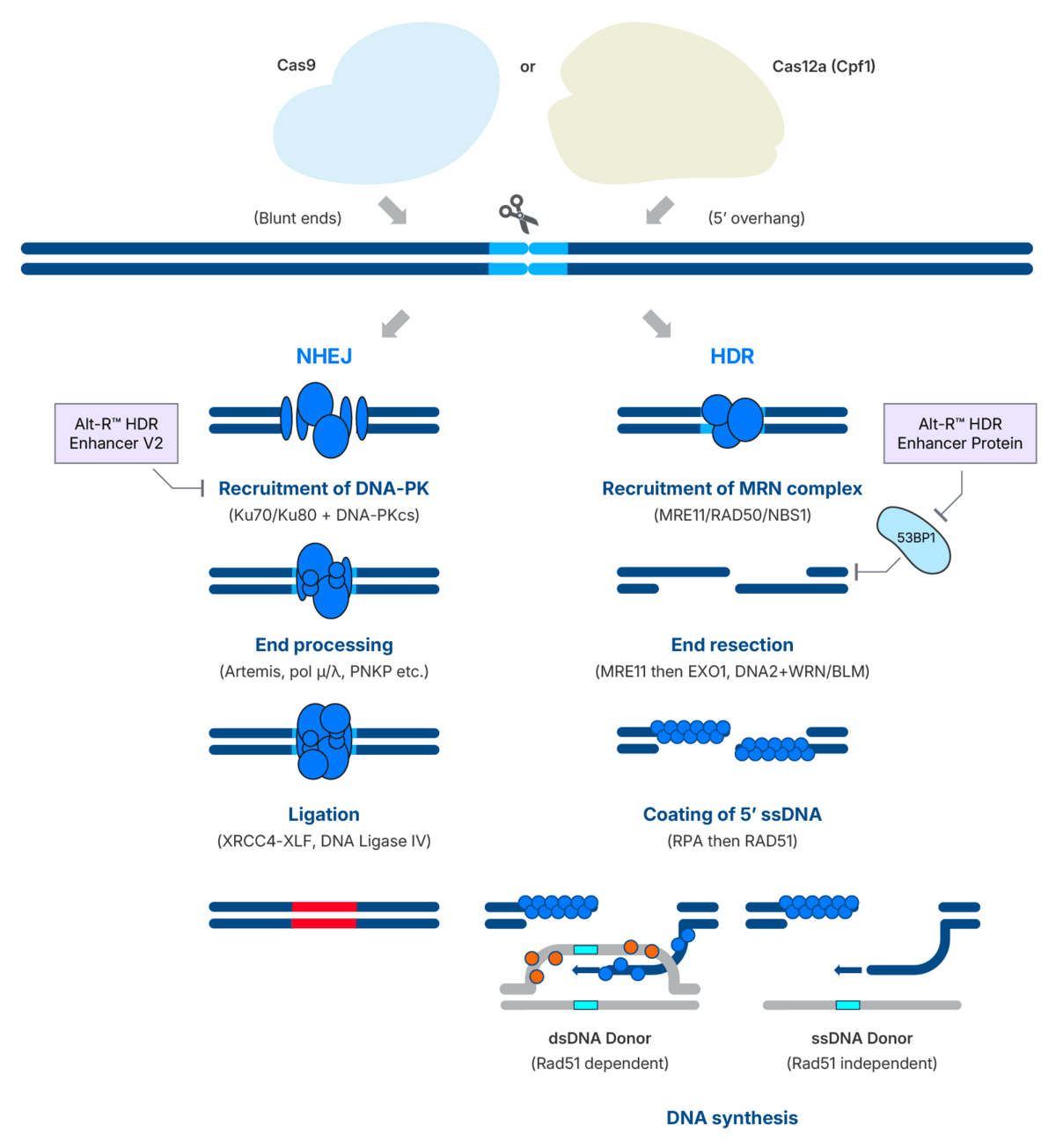 Figure 1. Schematic overview of the main double-strand break (DSB) repair pathways following CRISPR-Cas nuclease activity. In the NHEJ pathway (left), repair is initiated by DNA-PK recruitment, followed by end processing and ligation, often resulting in indels. In the HDR pathway (right), the MRN complex initiates end resection, enabling coating of the resulting 3' ssDNA and template-directed repair using either double-stranded donors (RAD51-dependent) or single-stranded donors (RAD51-independent). The Alt-R HDR Enhancer Protein promotes HDR by inhibiting 53BP1, which otherwise blocks end resection, thereby enhancing knock-in efficiency. The Alt-R HDR Enhancer Protein promotes HDR by inhibiting 53BP1, unlike DNA-PK inhibitors, such as Alt-R HDR Enhancer V2, which block NHEJ directly.
